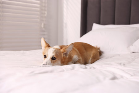 Pet friendly hotel. Cute dog lying on bed indoorsの写真素材