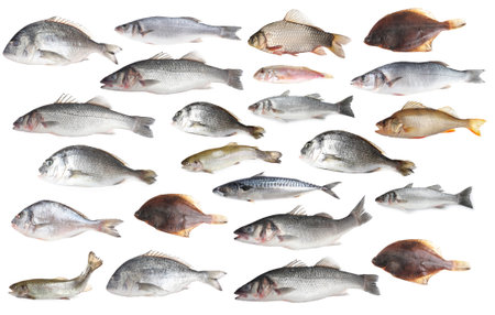 Different types of raw fish isolated on white, collageの写真素材