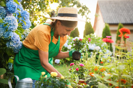 Senior woman in hat and apron transplanting beautiful flowers in gardenの写真素材