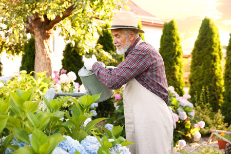Elderly man in hat and apron watering beautiful flowers with can in gardenの写真素材