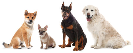 Cute dogs of different breeds isolated on white, collage