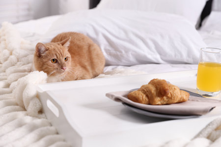 Pet hotel. Cute ginger cat, croissant and orange juice on bed indoorsの写真素材