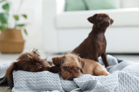 Cute Griffon puppies on pet bed indoorsの写真素材