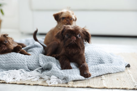 Cute Brussels Griffon puppies on pet bed indoorsの写真素材