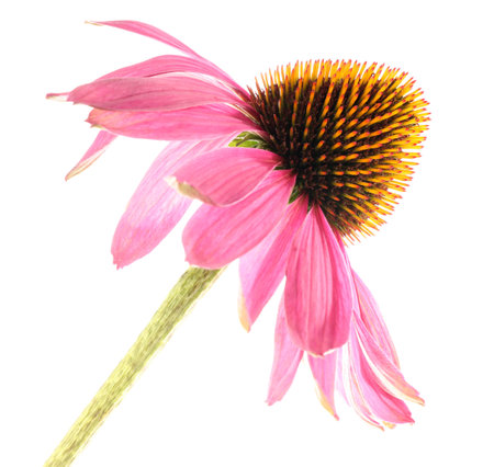 Beautiful pink Echinacea flower isolated on whiteの写真素材