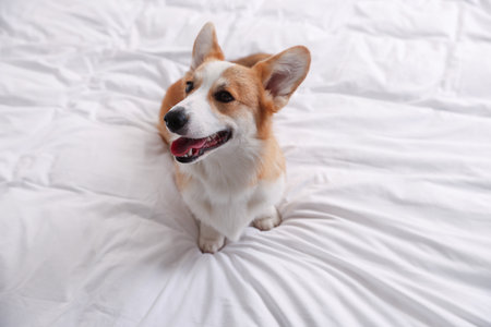 Pet friendly hotel. Cute dog sitting on white blanketの写真素材