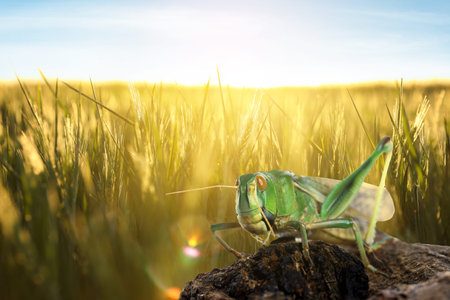 Locust among green plants outdoors