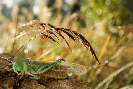 Locust on branch among green plants outdoors