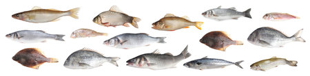 Different types of raw fish isolated on white, collage