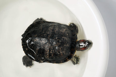Turtle swimming in white bowl of water, top view. Domestic pet