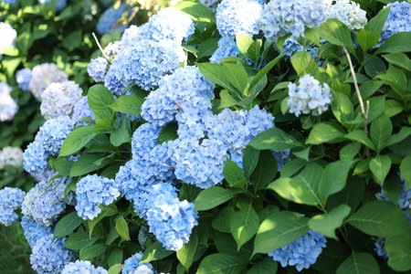 Beautiful hortensia flowers and green leaves growing in garden