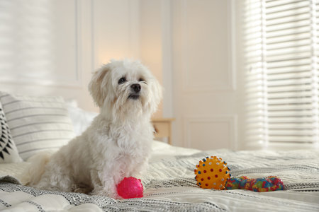 Cute white Maltese dog with toys on bed at home, space for text