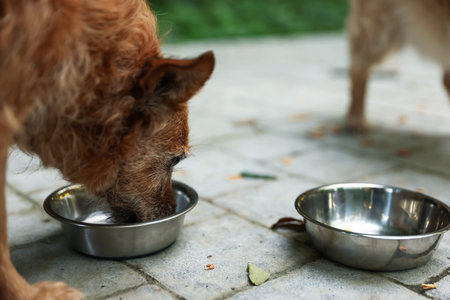 Animal volunteers. Cute dogs eating pet food outdoors, closeup
