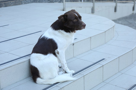 Cute stray dog on stairs outdoors. Homeless petの写真素材