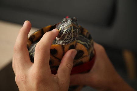 Boy with cute turtle indoors, closeup. Domestic pet
