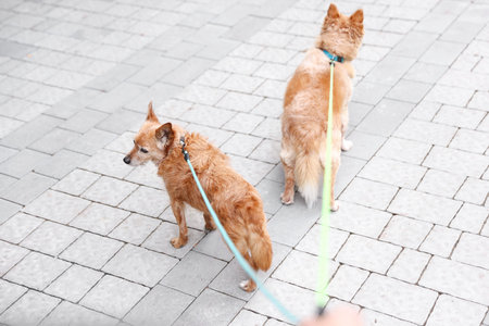 Walking with pet. Two cute dogs with leashes outdoors