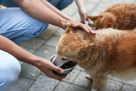 Volunteers feeding cute stray dogs outdoors, closeup
