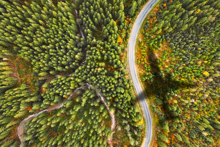 Flying above forest and casting shadow on road and trees, top view