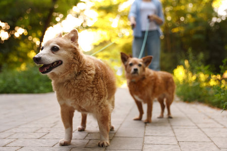 Young woman walking her cute dogs outdoors, closeup