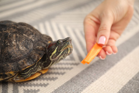Woman feeding cute turtle pet on floor, closeup