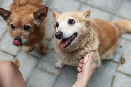 Volunteer with stray dogs outdoors, closeup