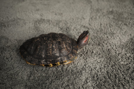 Cute turtle on gray carpet, closeup. Domestic pet