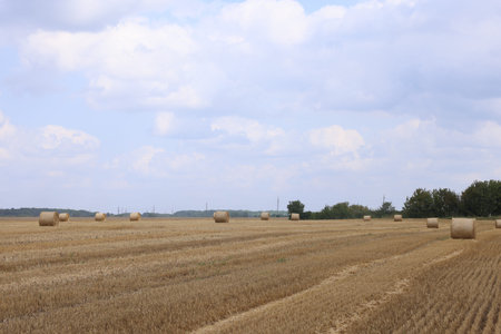Many hay bales in the field on summer day