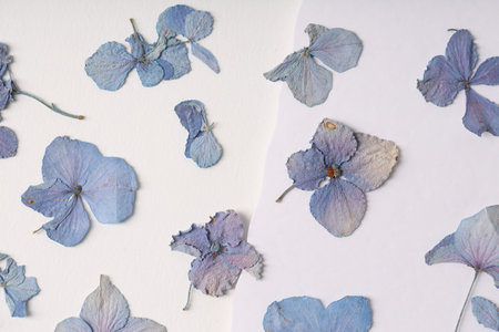 Beautiful dry hydrangea flowers on white background, flat lay