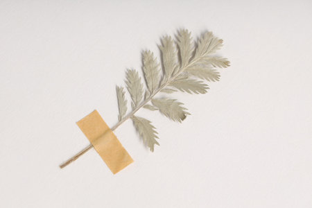 Beautiful dry leaf with adhesive tape on white background, top view