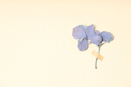 Beautiful dry hydrangea flowers with adhesive tape on beige background, top view. Space for text