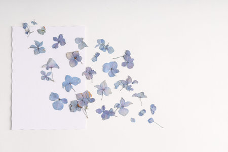 Beautiful dry hydrangea flowers on white background, flat lay. Space for text