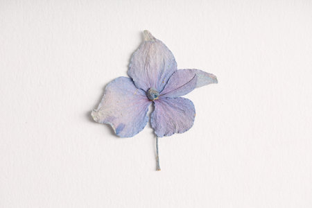 Beautiful dry flower on white background, top view