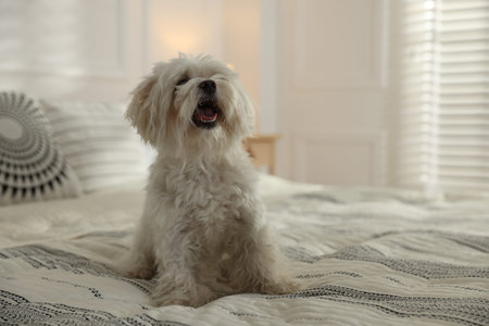 Cute white Maltese dog on bed at home, space for text