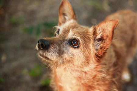 Cute stray dog outdoors, closeup. Homeless animalの写真素材