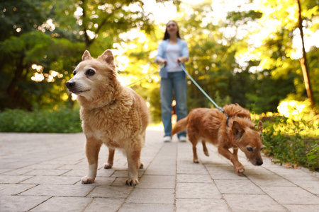 Young woman walking her cute dogs outdoors, selective focusの写真素材