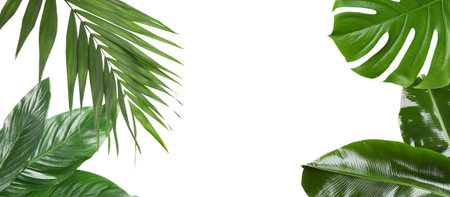 Tropical leaves. Vibrant green foliage of plants on white background