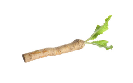 One horseradish root with leaves isolated on whiteの写真素材