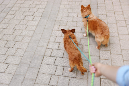 Young woman walking her cute dogs outdoors, closeup. Space for text