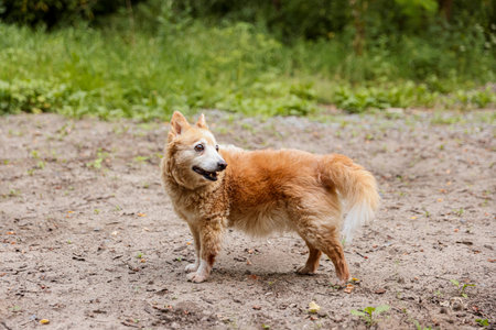 Cute fluffy stray dog outdoors. Homeless animalの写真素材