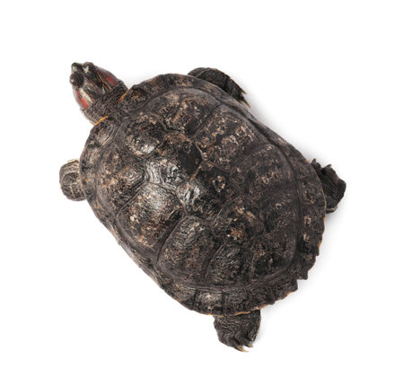 Turtle (Red-eared slider) on white background, top view