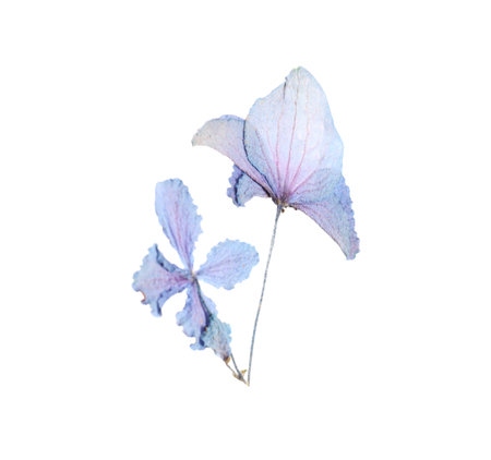 Beautiful dry hydrangea flower isolated on white, top view