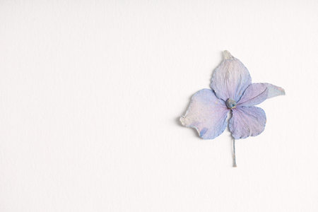 Beautiful dry hydrangea flower on white background, top view. Space for text