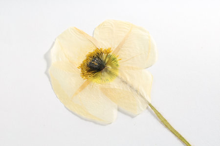 Beautiful dry poppy flower on white background, top viewの写真素材