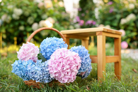 Beautiful bouquet of hydrangea flowers in wicker basket and stool on green grass outdoors, closeup