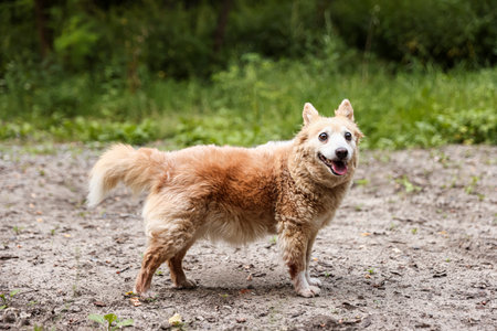 Cute fluffy stray dog outdoors. Homeless animalの写真素材