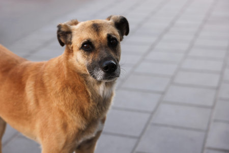 Lonely stray dog on pavement outdoors. Space for text