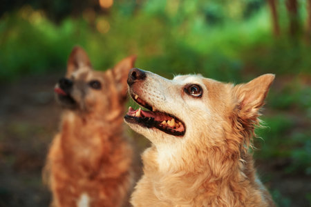 Cute stray dogs outdoors, selective focus. Homeless animal