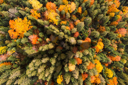 Flying airplane casting shadow on forest, top view