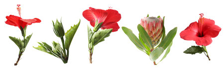 Tropical flowers with green leaves isolated on white, setの写真素材