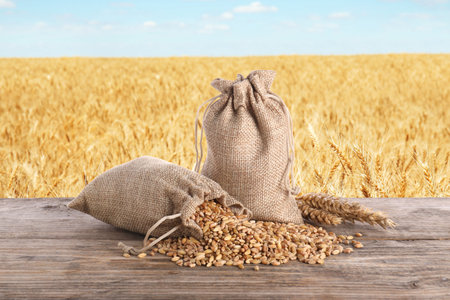 Cereal grains and ears of wheat on wooden table against agricultural fieldの写真素材